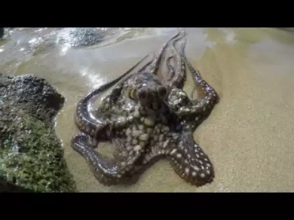 Catch And Cook Octopus - Ace Videos